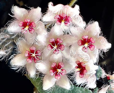 Hoya Caudata Sumatra Large Plant Lm Tropics Home