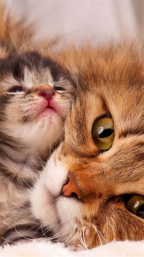 34 Funny Animal Photos To Brighten Your Day Cutesypooh Catvideos