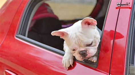 Consejos Para Viajar Con Tu Perro En Coche