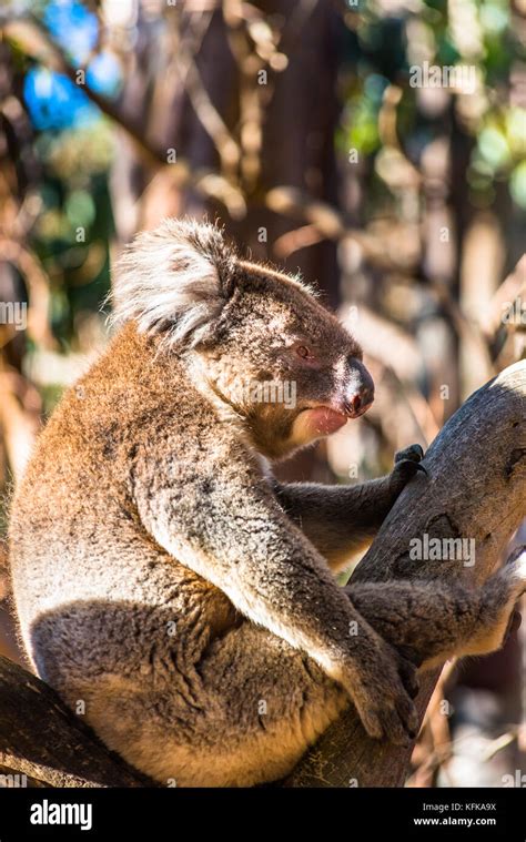 El Koala En Los árboles De La Isla Canguro Australia Del Sur