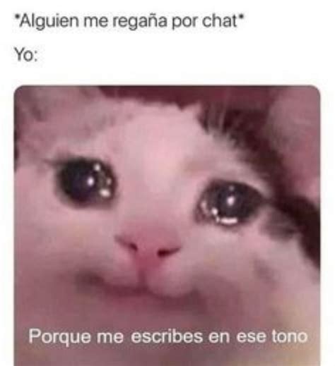 Memes De Gatos Con Caras Chistosas Para Compartir En Whatsapp Petlife