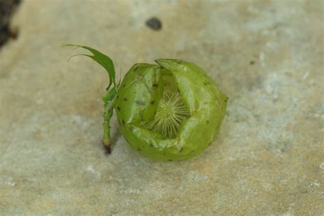 Unknown Seed Pod Walter Reeves The Georgia Gardener