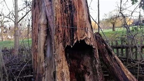 Tronc D Arbre Mort Fissur Dans Les Bois Vid O De Stock Sur