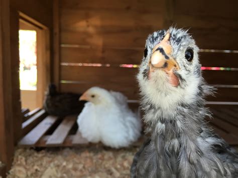 Just Hatched 2016: Ciao Chickens! — Seattle's Favorite Garden Store