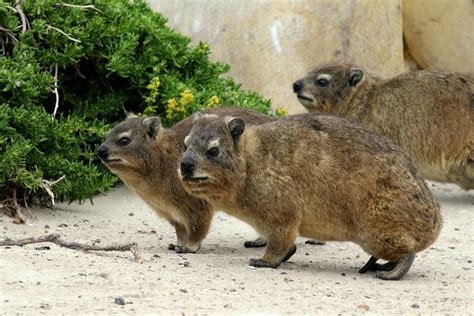 South African Rock Hyrax 7d27208 001 South African Rock H Flickr