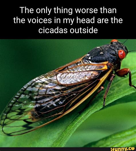 Cicadas Memes Best Collection Of Funny Cicadas Pictures On Ifunny