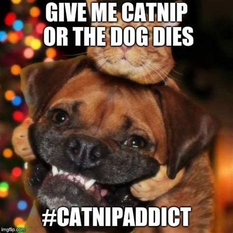 Dogs An Cats Imgflip