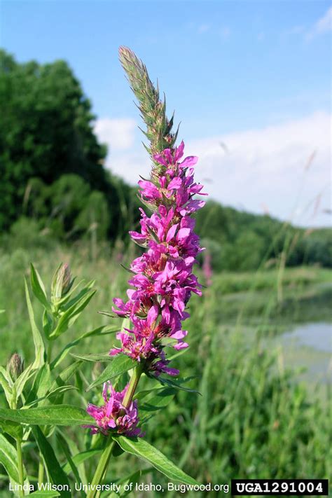 Purple Loosestrife | Lillooet Regional Invasive Species Society