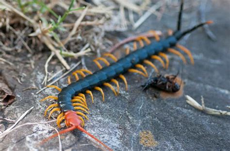 Giant Desert Centipede Bite