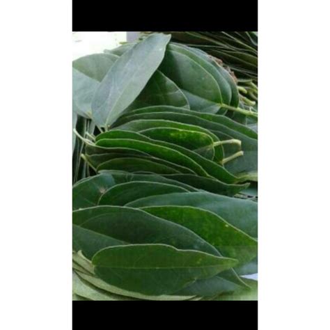 Jual Daun Cincau Perdu Lembar Shopee Indonesia