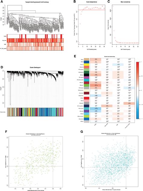 Frontiers Bioinformatics Analysis Identifies Potential Ferroptosis