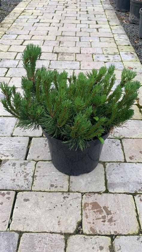 Pinus Mugo Mops Caragh Nurseries