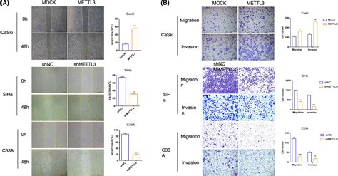 Mettl3 S Role In Cervical Cancer Development Through M6a Modification Liu 2024 The Faseb