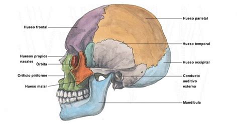 Oasele Craniului I Capului Anatomie I Func Ii Cultur