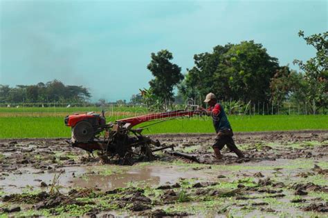 Farmer Plowing Muddy Field With Hand Tractor On Indonesia Asia