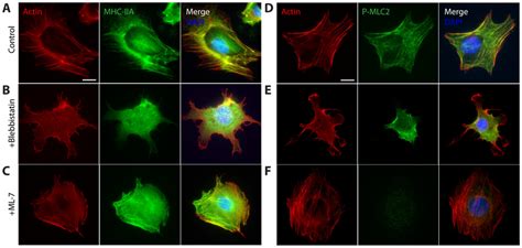 Cell Morphology Actin Myosin And Phosphorylated Myosin Organization