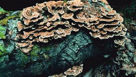 How To Identify Wild Mushrooms In Tennessee Sciencing