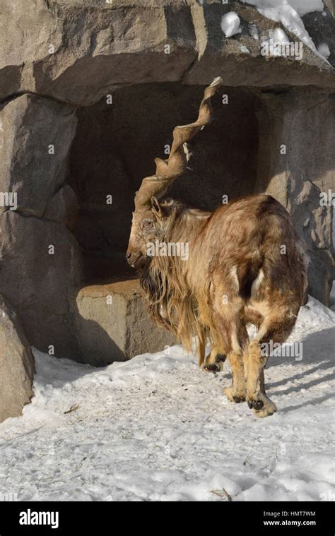 Capra Markhor Stockfotos Und Bilder Kaufen Alamy