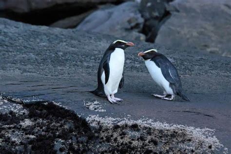 Penguins of the World (Species, Adaptations & Threats) - Nature Roamer