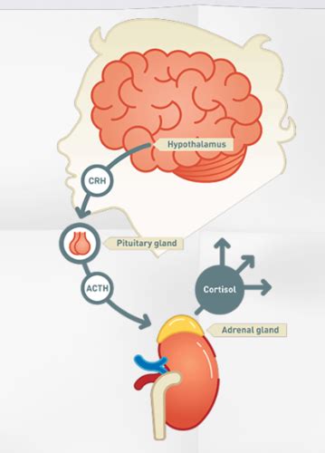 Pathophys Endocrine Adrenal Glands Flashcards Quizlet