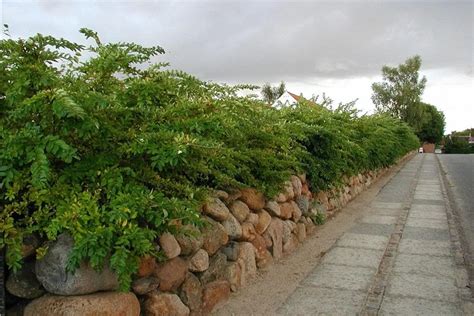 Ligustrum Tohumu Nasıl Ekilir Güncel Oku