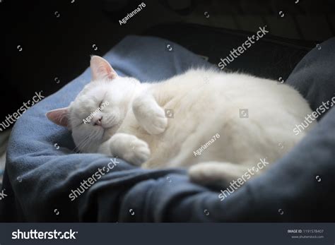 26,957 Fat Kitten Images, Stock Photos & Vectors | Shutterstock