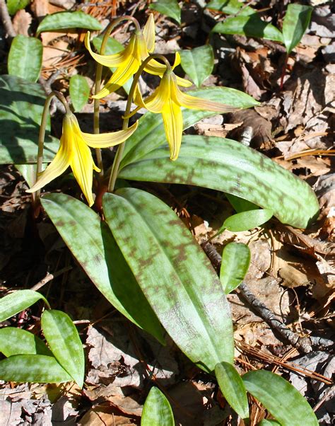 Georgia Mountains – Pedagogy of the Plants