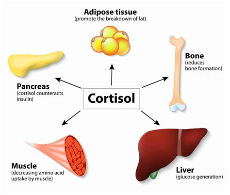 Stress Hormone Cortisol