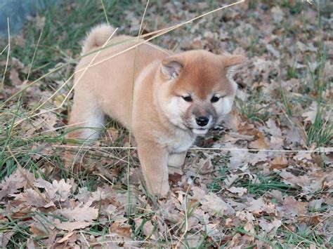 Un Chiot Femelle De Race Shiba Inu Lof Au Pelage Roux Vendre Petite