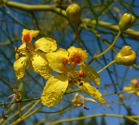 Photo #19483 | Parkinsonia aculeata | plant lust