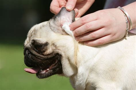 Deslys Pet Grooming Learn How To Clean Your Dog Ears