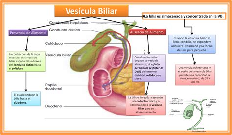 Vesícula Biliar Fisiologicamente Distendida FDPLEARN