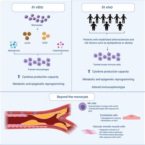 Trained Immunity In Atherosclerotic Cardiovascular Disease