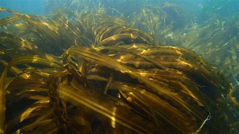 Ламинария Сахарная – Telegraph