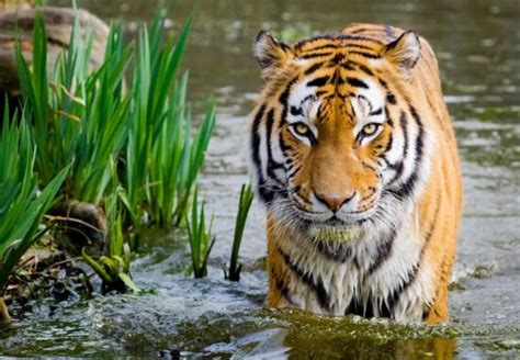 Free Picture Animal Big Cat Tiger Wild Cage