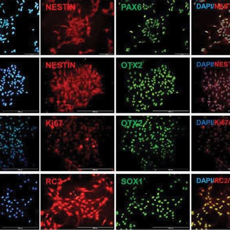 Immunofluorescence Staining Of Human Embryonic Stem Cell Derived Neural Download Scientific