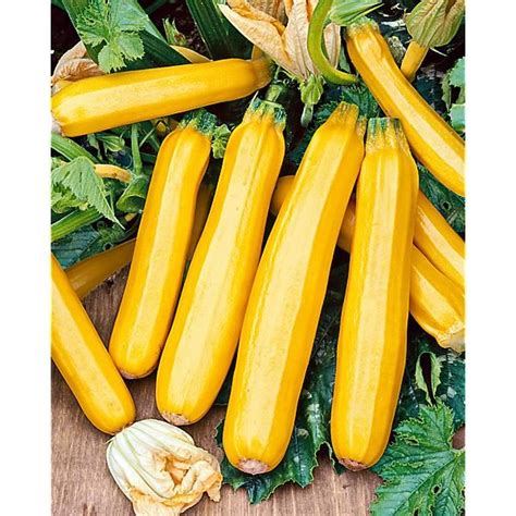 Courgette F1 Soleil Graines Baumaux