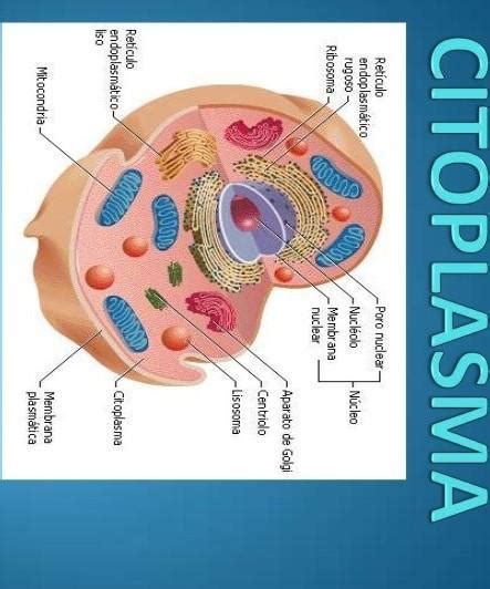 Tema 8 Cuadro Organelos Celulares Citoplasma Biologia Celular Images