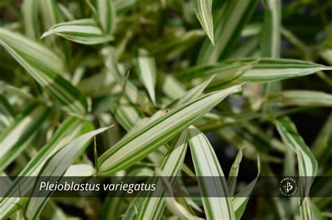 Bamboo Species Identification: A gallery of grasses | Bambu Batu Dwarf Bamboo, Phyllostachys ...