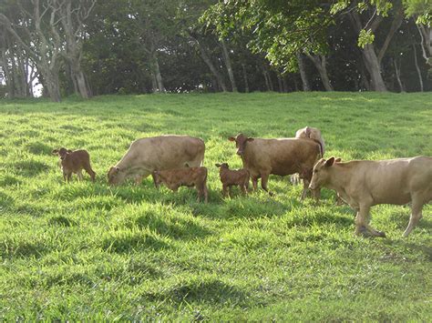 Romosinuano Cattle Oklahoma State University