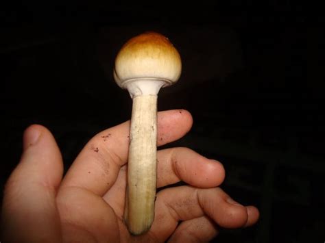 Shroomery - Psilocybe cubensis