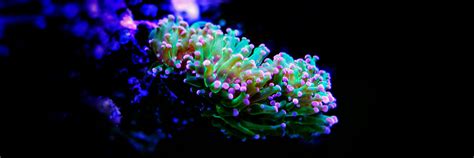 Frogspawn Coral Care Guide: Placement, Feeding, & Care Tips