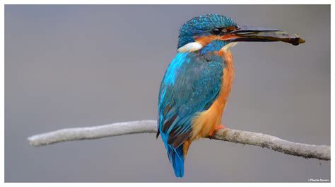 Adult Kingfisher Rspb Lakenheath Fen Taken From Mere Hide