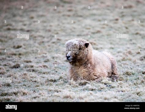 Corriedale sheep breed hi-res stock photography and images - Alamy