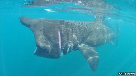 Seaquest Team Records Cornish Basking Shark Sightings BBC News