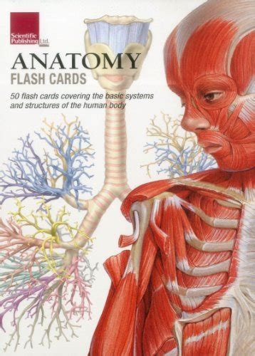 Scientific Publishing Anatomy Flash Cards Set Of 50 By Scientific Publishing Goodreads