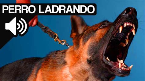 Perros Ladrando Fuerte Sonido Dogs Barking Strong Sound Youtube