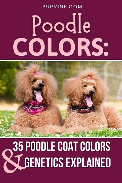 Poodle Colors: 35 Poodle Coat Colors And Genetics Explained