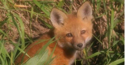 Grey Fox vs Red Fox: What Are The Differences? - A-Z Animals