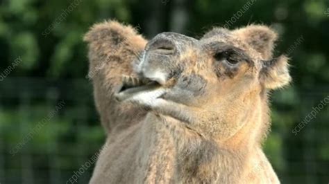 Bactrian camel chewing the cud - Stock Video Clip - K004/4577 - Science ...